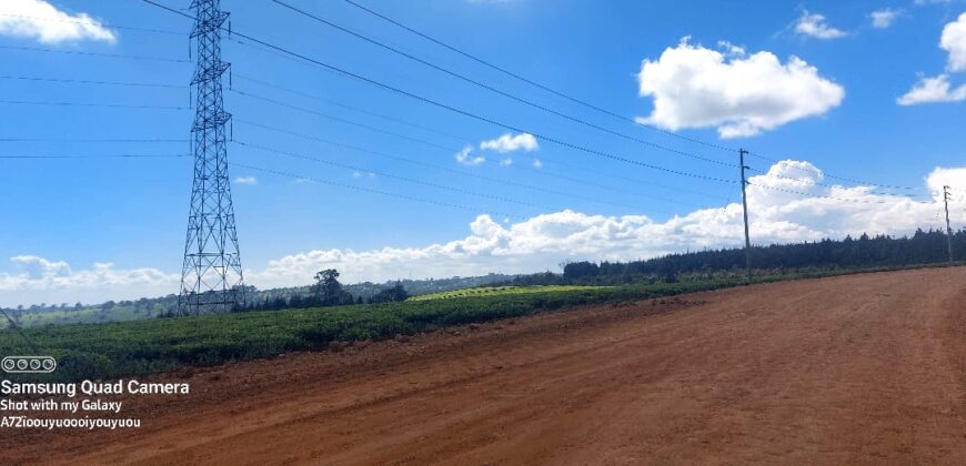 Tea Farm in Uplands, kwaregi