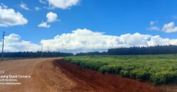 Tea Farm in Uplands, kwaregi