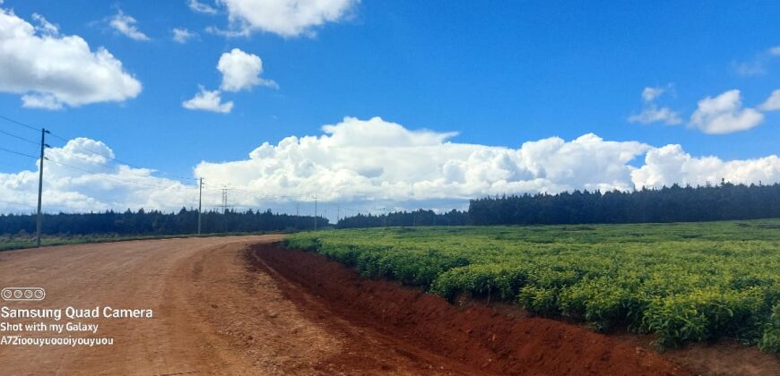 Tea Farm in Uplands, kwaregi