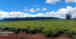 Tea Farm in Uplands, kwaregi