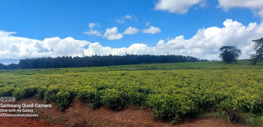 Tea Farm in Uplands, kwaregi