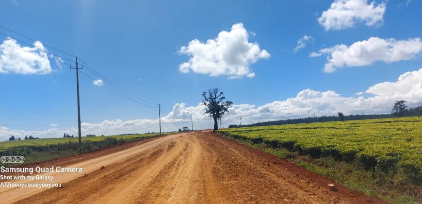 Tea Farm in Uplands, kwaregi