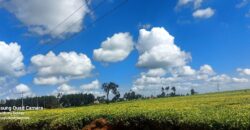 Tea Farm in Uplands, kwaregi