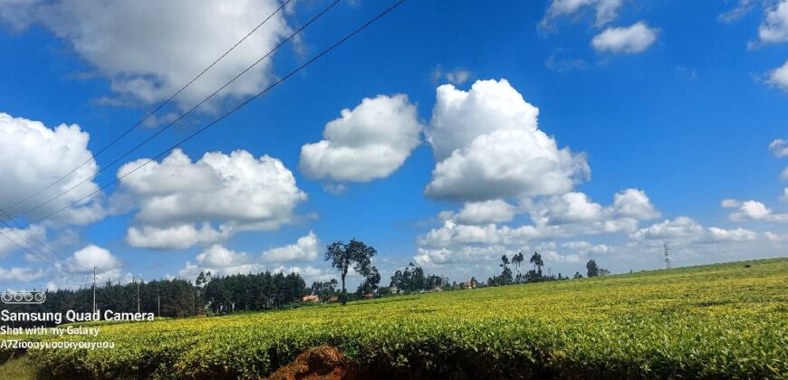 Tea Farm in Uplands, kwaregi