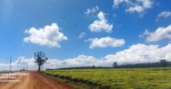 Tea Farm in Uplands, kwaregi