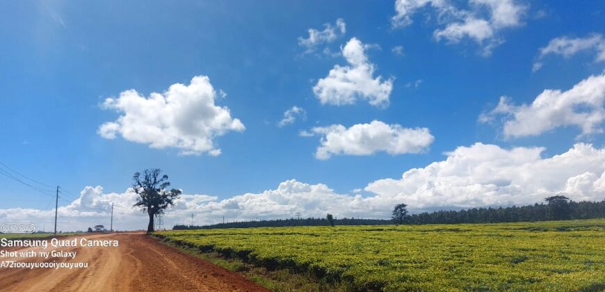 Tea Farm in Uplands, kwaregi