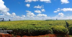 Tea Farm in Uplands, kwaregi