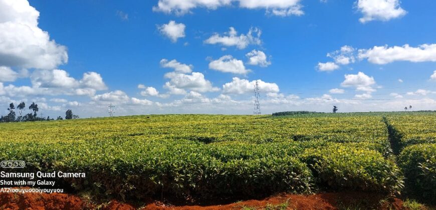 Tea Farm in Uplands, kwaregi