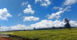 Tea Farm in Uplands, kwaregi