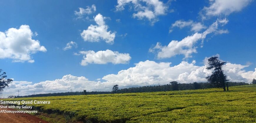 Tea Farm in Uplands, kwaregi