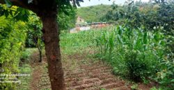 Ndeiya stables and livestock yard