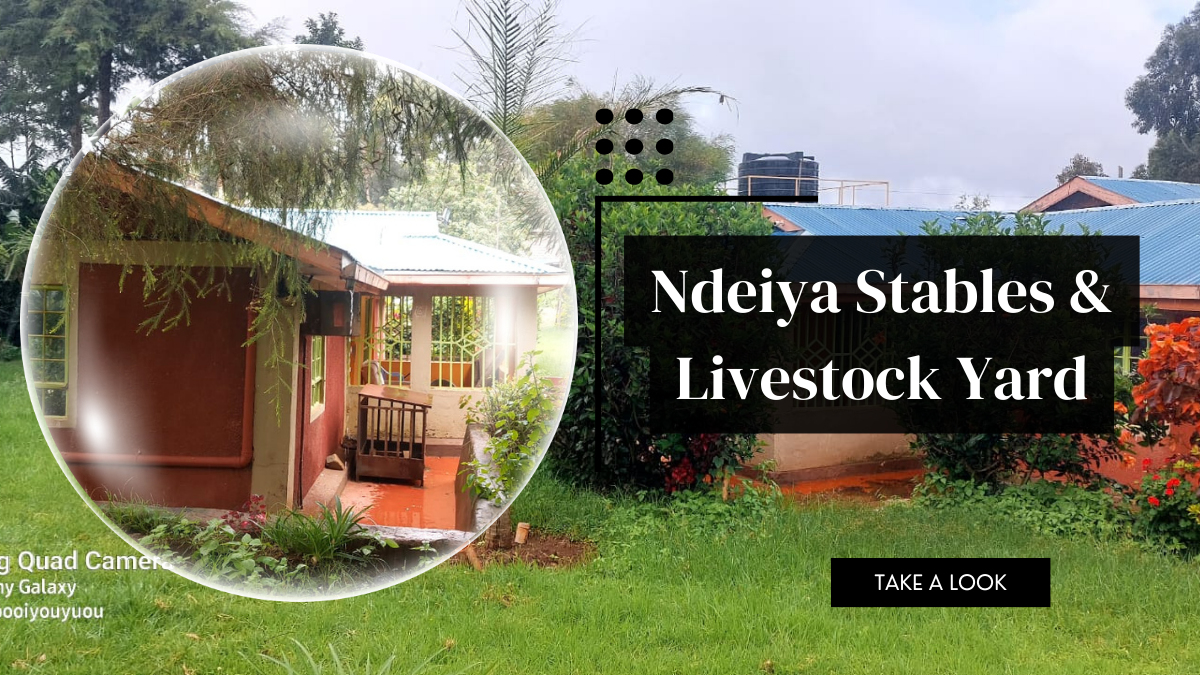 Ndeiya stables and livestock yard